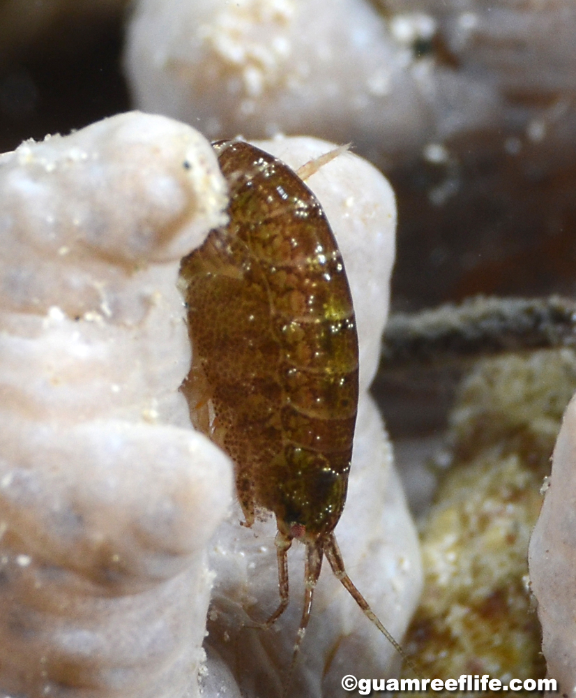 amphipods