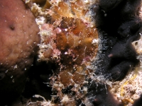 brachyuran sp. H