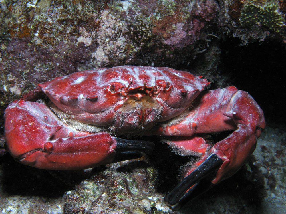 brachyurans