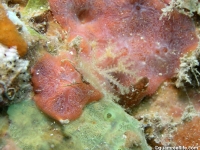 bryozoan sp. E