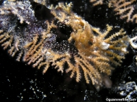 bryozoan sp. F