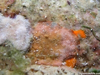 bryozoan sp. G