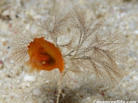 bryozoan sp. M