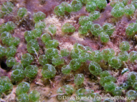 Atriolium robustum?