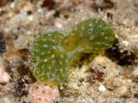 Atriolium robustum?