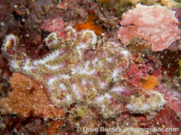Botrylloides? sp. A