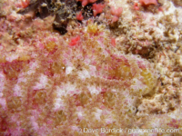 Botrylloides? sp. A