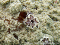 Botryllus? sp. A