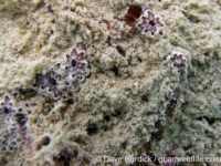Botryllus? sp. A