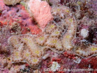 Botryllus? sp. C