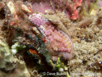 Botryllus? sp. C