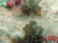 Clavelina? sp. A