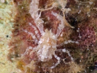 Coralliogalathea megalochira?
