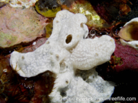 Didemnidae? sp. B
