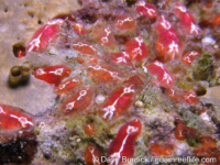 Eusynstyela? sp. A