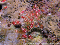 Eusynstyela? sp. A