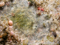 Onychocellidae sp. A?