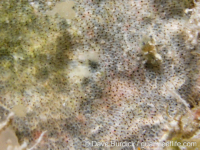 Onychocellidae sp. A?