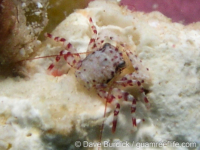 Petrolisthes? sp. B