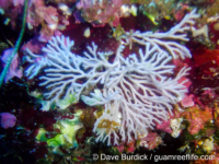 Reteporellina graeffei?