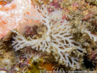 Reteporellina graeffei?