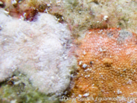 Schizoporella? sp. A