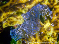 Virididentula dentata cpx.?