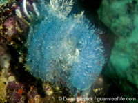 Virididentula dentata cpx.?