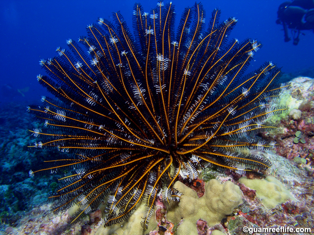 crinoids