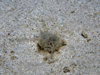 crustacean sp. A