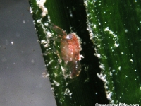 crustacean sp. D