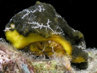 dromiid sp. D