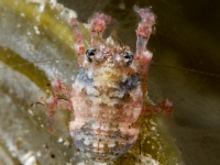 galatheid sp. H