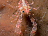 galatheid sp. L