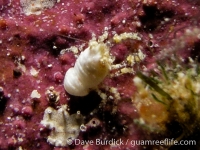 galatheid sp. P