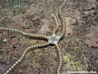 ophiuroid sp. T