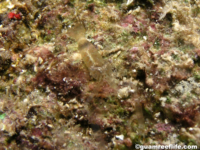 palaemonid sp. B