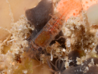 palaemonid sp. E