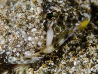 parasitic copepod sp. C