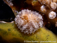 polycitorids