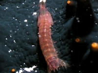 stomatopod sp. A