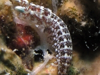 stomatopod sp. E