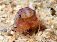 unsorted crustaceans