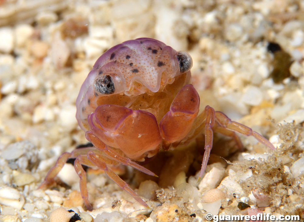 unsorted crustaceans