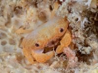 xanthid sp. M (Liomera?)