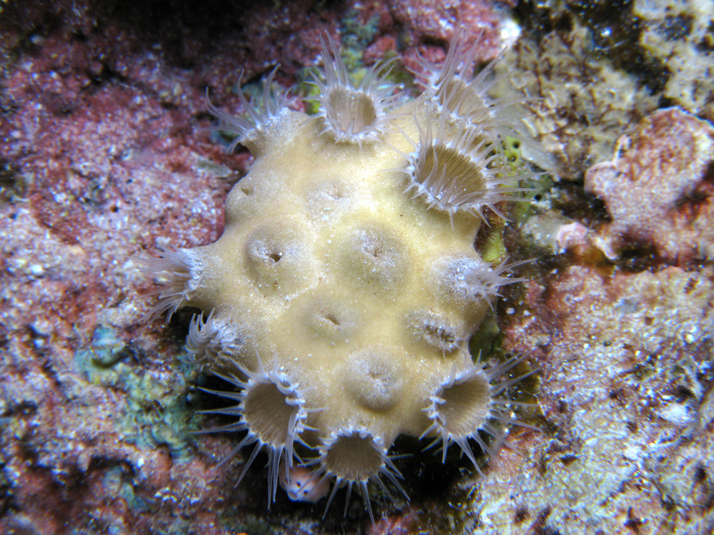 zoantharians