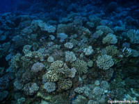 11 mile reef 01