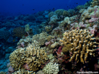 11 mile reef 02