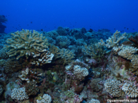 11 mile reef 03