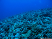 11 mile reef 04
